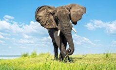 واکنش جالب فیل‌ها به صدای زنبور‌ها در طبیعت