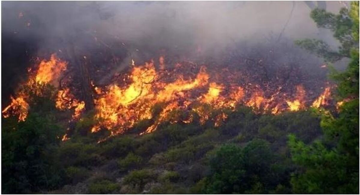 آمار قابل توجه از آسیب‌های جنگل‌های الیت اعلام شد