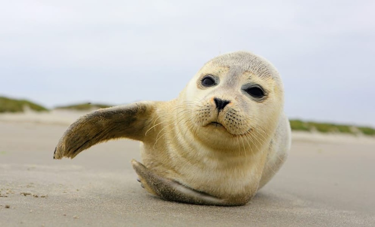 راز‌های پنهان درباره شیر فک خاکستری با ویژگی‌های متفاوت