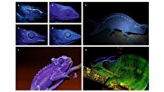 دانشمندان کشف کرده‌اند که چگونه آفتاب‌پرست‌ها می‌توانند کره چشم خود را به صورت جداگانه حرکت دهند