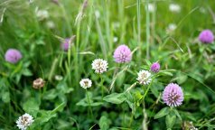 بدون تخریب خاک بازدهی چمنزار‌ها را افزایش دهید