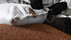 گزارش شده است که ایالات متحده خرید گندم سیاه از روسیه را افزایش داده است