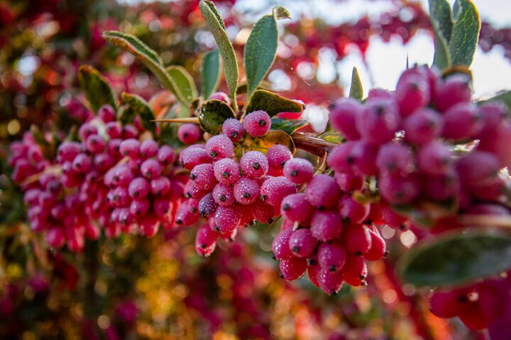 کاربرد‌ها خواص و طرز تهیه زرشک، برای رنگ و طعم بخشیدن به غذا‌ها
