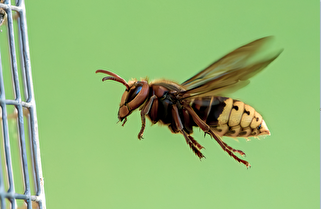 «بوتاکس طبیعی» موجود در زهر زنبور عسل، در عرض چند هفته با چین و چروک مبارزه می‌کند