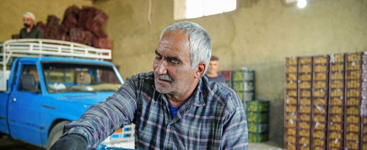 کاهش ۲۵ درصدی برداشت سیب از باغات مهاباد