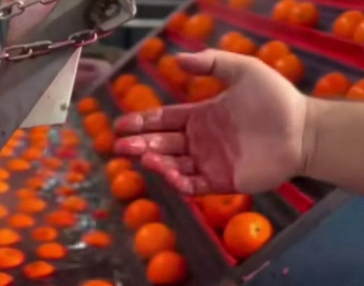 آیا پرتقال‌های رنگ شده برای سلامت بدن مضر هستند؟