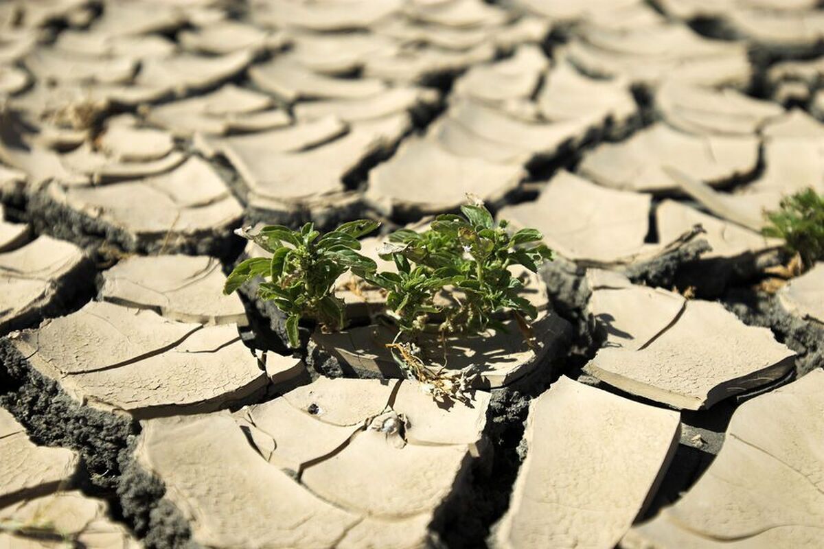 تهدید اصلی برای گونه‌های نادر روی زمین شناسایی شد.