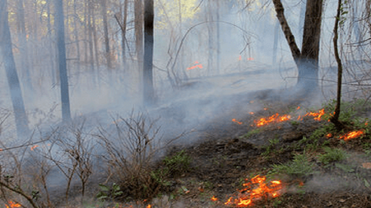 وقوع حریق در جنگل‌های ماسال