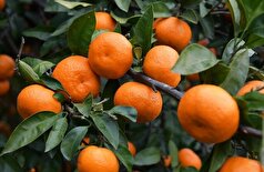 نارنگی: بین فواید و خطرات... نکات مهم برای بیماران معده