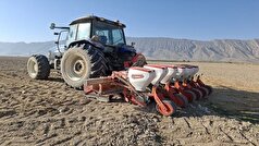 برآورد کشت ۶۰۰۰ هکتار چغندرقند پاییزه در کرمانشاه