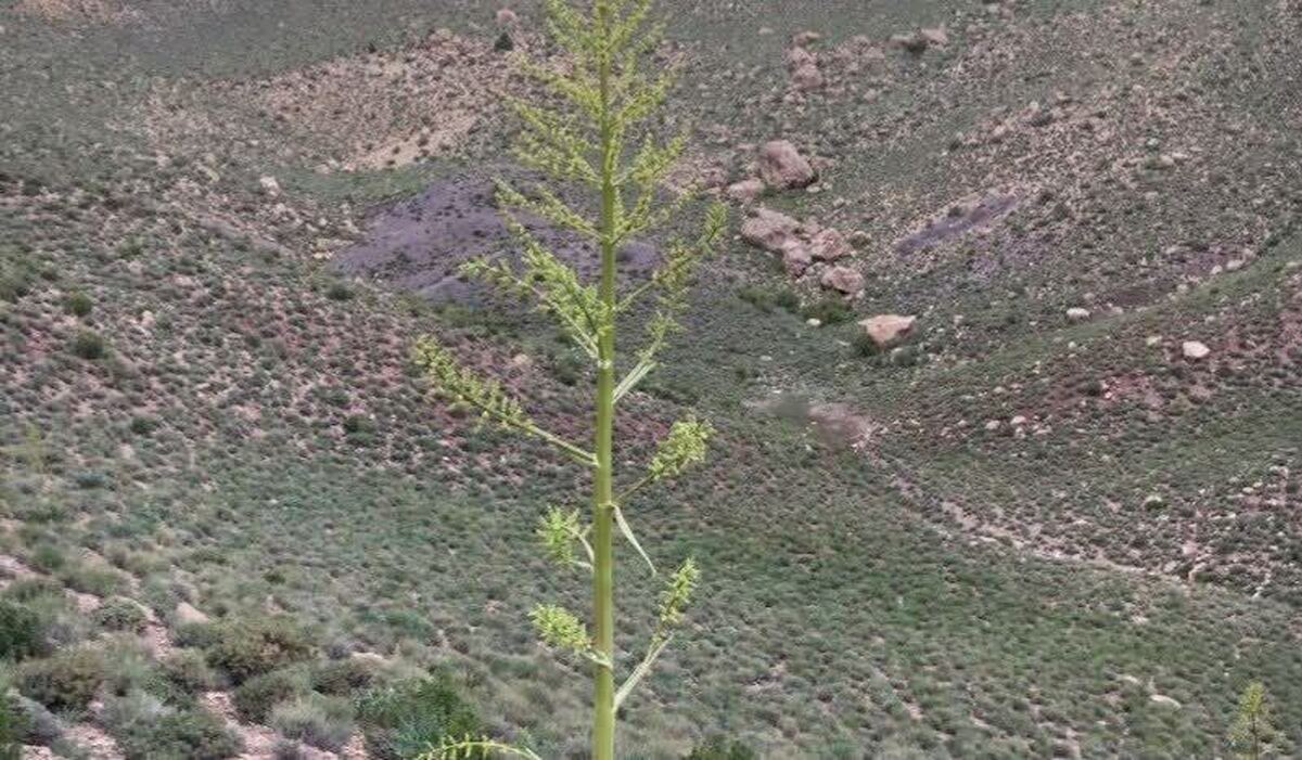 راهبرد حفاظتی جدید در زرند؛ هم‌افزایی یگان ویژه منابع طبیعی و محیط زیست برای پایش مستمر