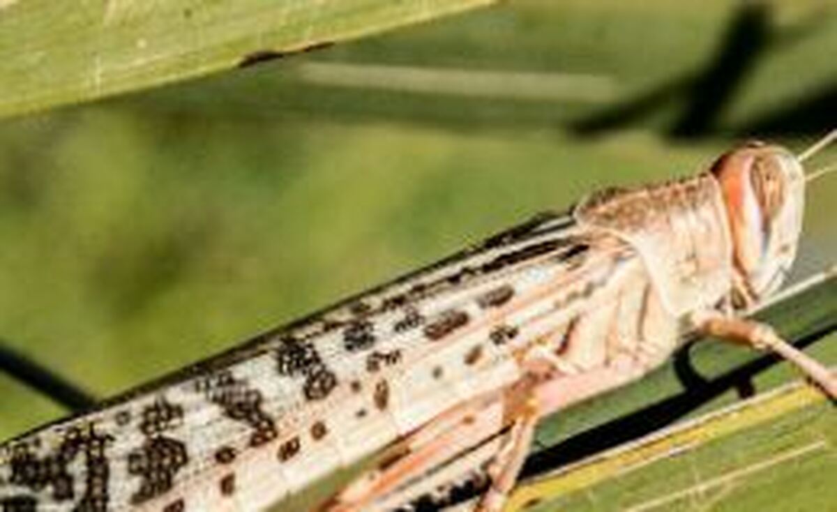 احتمال حمله ملخ صحرایی به استان‌های جنوبی