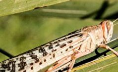 احتمال حمله ملخ صحرایی به استان‌های جنوبی