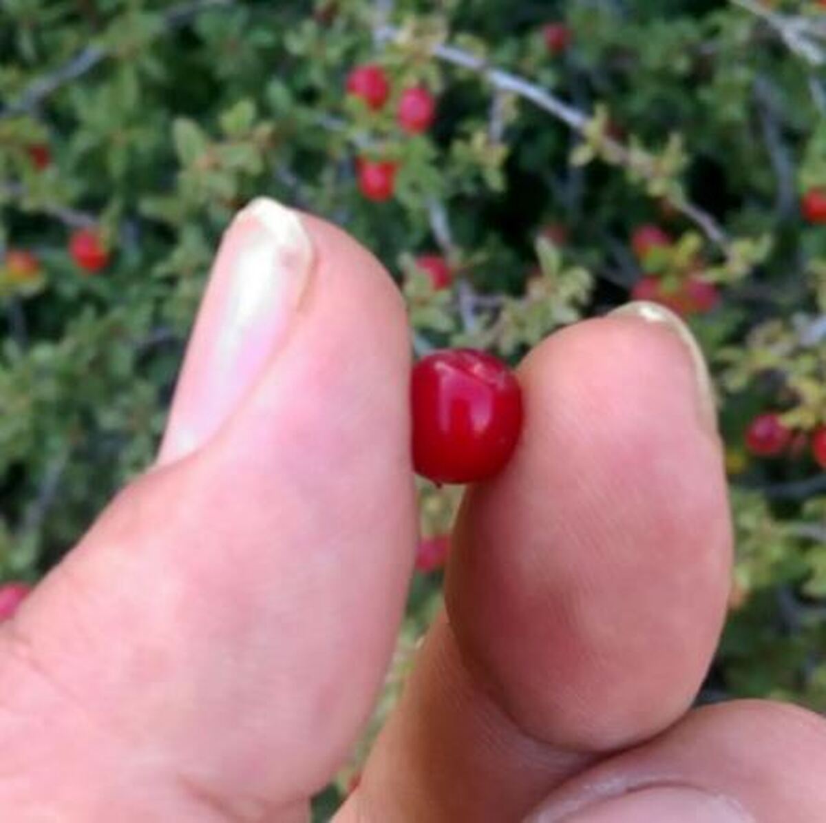 خواص آلبالوی وحشی؛ گنجی در دل جنگل‌های ایلام