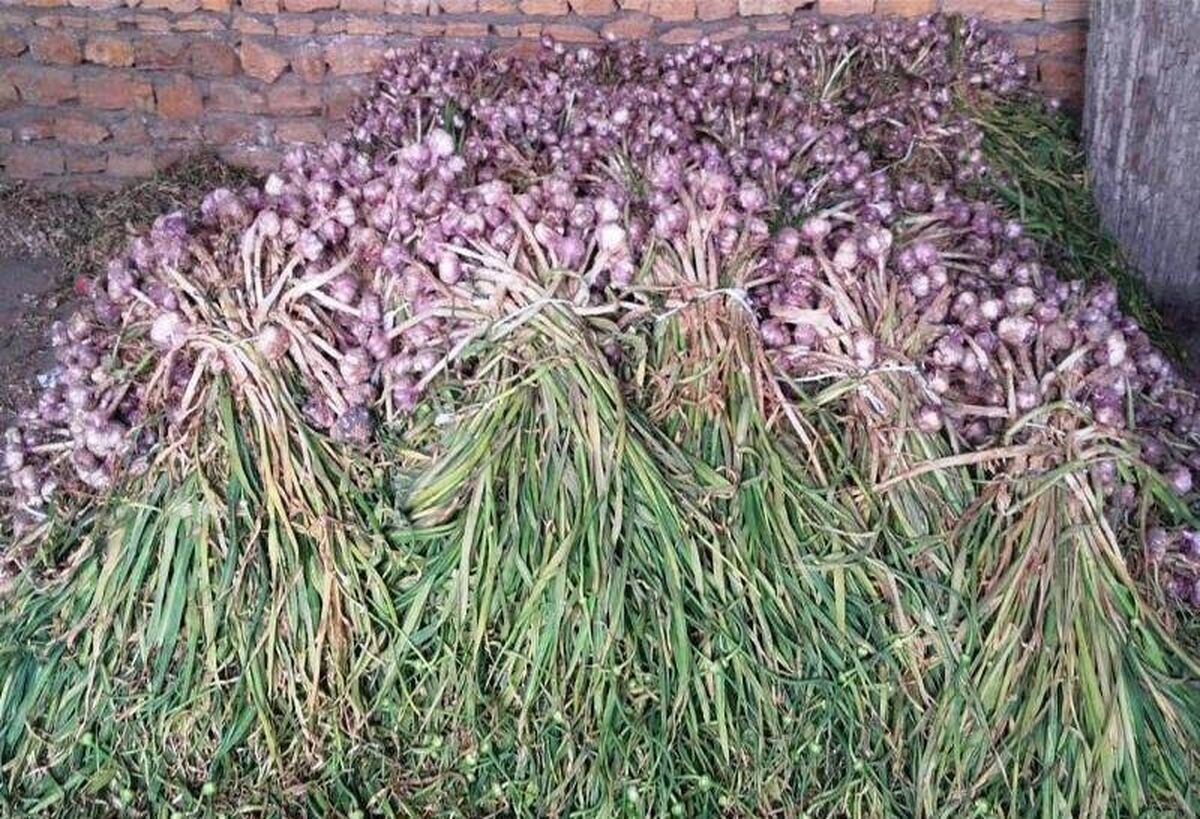 تأثیر کم مصرف سیر خام بر وزن بدن