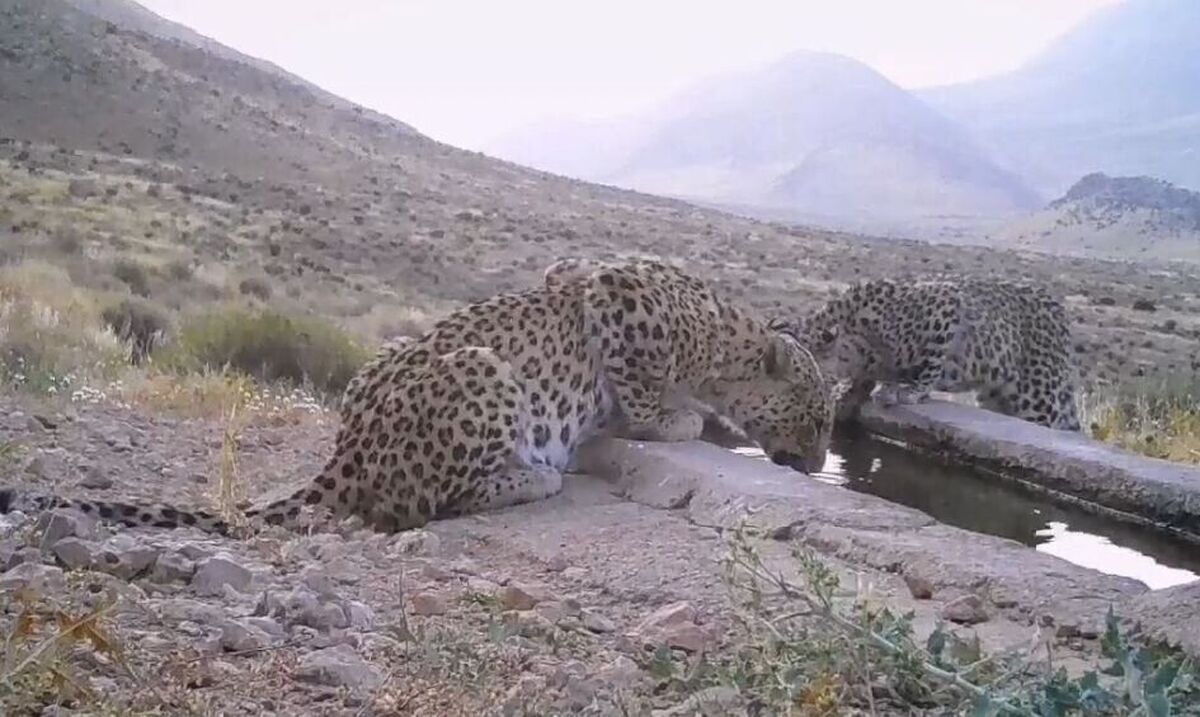 مشاهده سه قلاده پلنگ ایرانی شامل یک مادر و ۲ توله بالغ در شهرستان پاوه