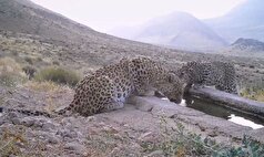 مشاهده سه قلاده پلنگ ایرانی شامل یک مادر و ۲ توله بالغ در شهرستان پاوه