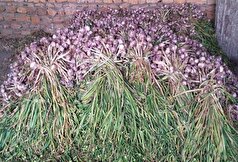 تأثیر کم مصرف سیر خام بر وزن بدن