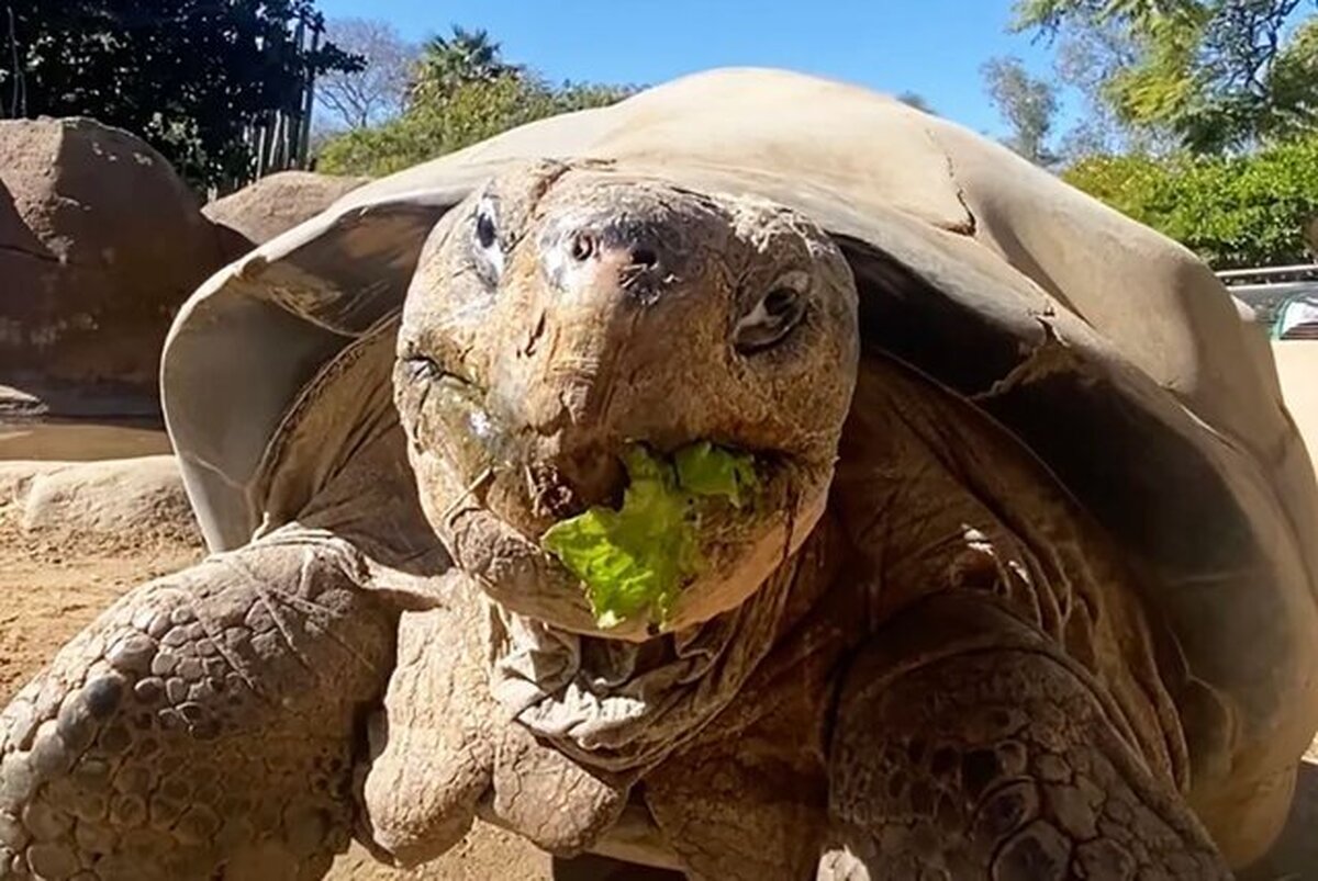 مرگ لاکپشت محبوب باغ وحش «سن‌دیگو» در ۱۴۱ سالگی