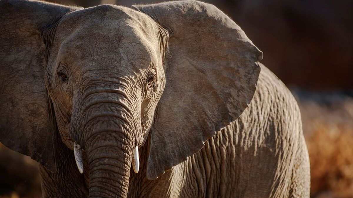 دانشمندان کشف کرده‌اند که فیل‌های منقرض‌شده می‌توانستند در اروپای مدرن زندگی کنند.