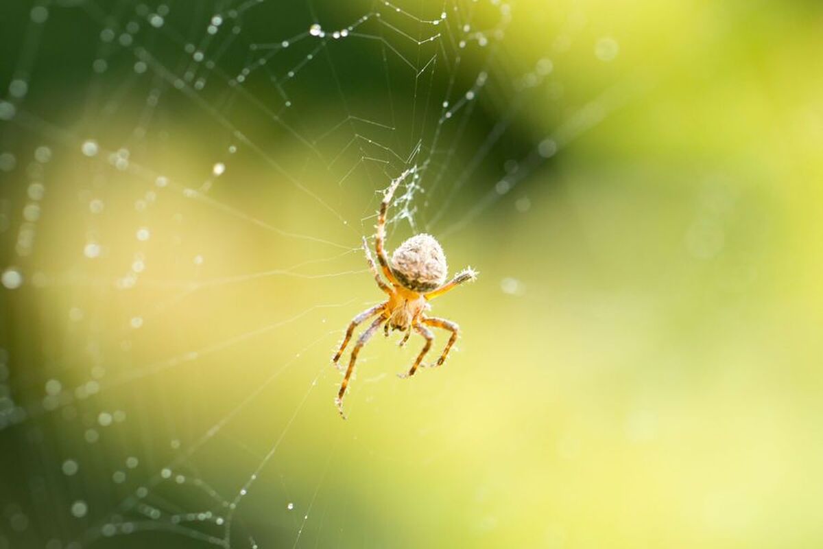 دانشمندان نقشه‌ای از تکامل بندپایان تهیه کرده‌اند.