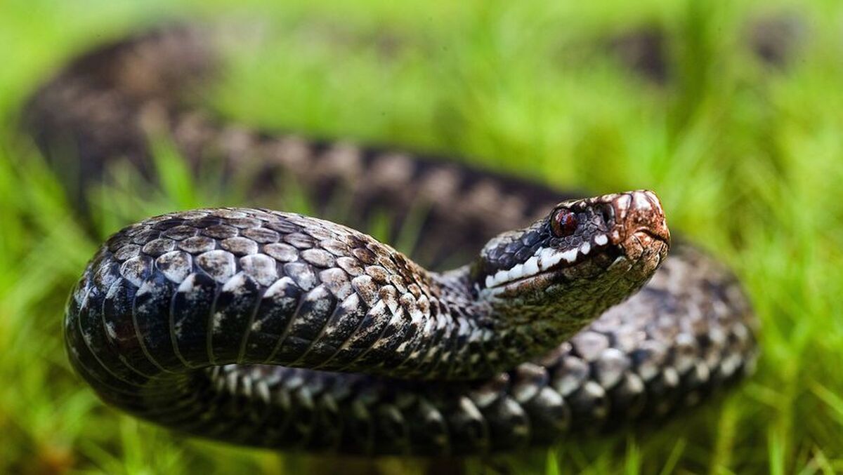 زهر مار زنگی اسرار تکامل را آشکار می‌کند