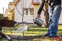 دانشمندان ارتباطی بین کاشت درخت و سلامت نوزادان پیدا کرده‌اند.