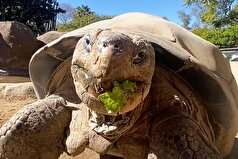 مرگ لاکپشت محبوب باغ وحش «سن‌دیگو» در ۱۴۱ سالگی