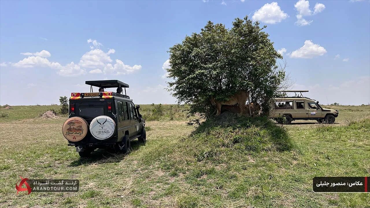 برنامه‌ریزی برای یک سفر خاطره‌انگیز به سه مقصد رؤیایی سافاری در کنیا، تانزانیا و اوگاندا