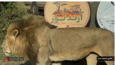 برنامه‌ریزی برای یک سفر خاطره‌انگیز به سه مقصد رؤیایی سافاری در کنیا، تانزانیا و اوگاندا