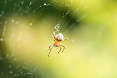 دانشمندان نقشه‌ای از تکامل بندپایان تهیه کرده‌اند.