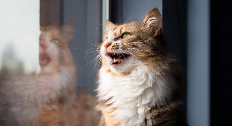 چرا گربه‌ها هنگام دیدن پرنده صدا‌های عجیب در می‌آورند؟