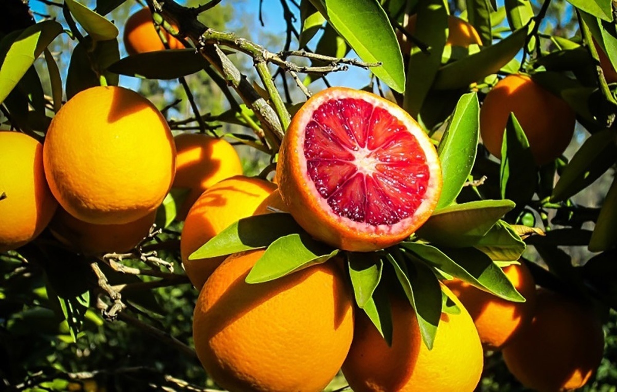 پرتقال رنگی نخوریم؟