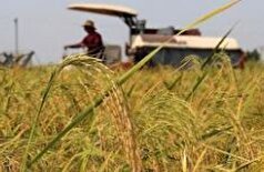 تولید ۲۴ هزار تنی شلکوک در فریدونکنار؛ جهشی در تامین امنیت غذایی