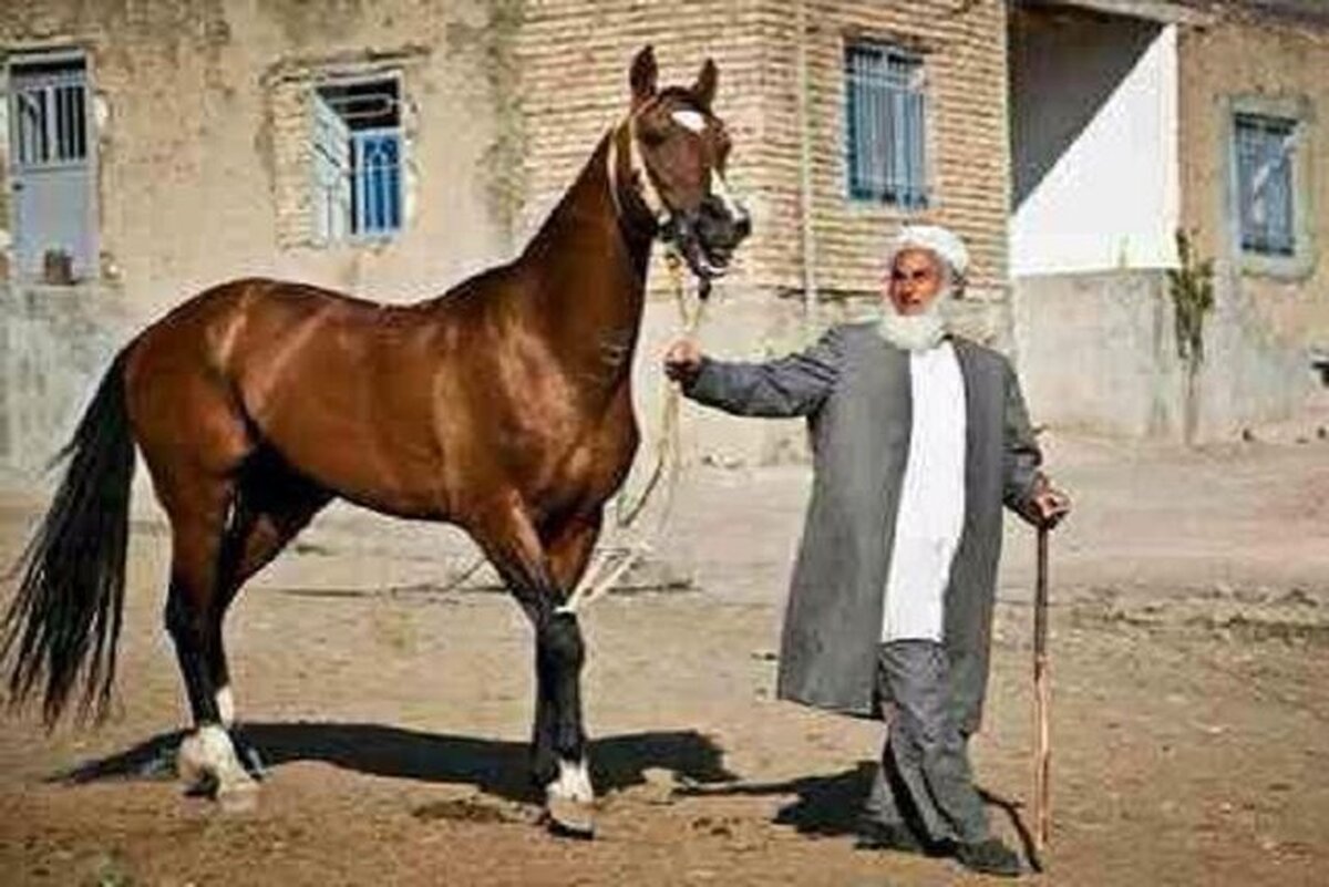 تلاش برای انتخاب یک برند برای خراسان شمالی