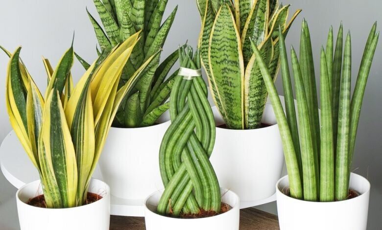 مزایا و نحوه نگهداری ۱۰ گیاه آپارتمانی که حذف آلاینده‌ها موثرند