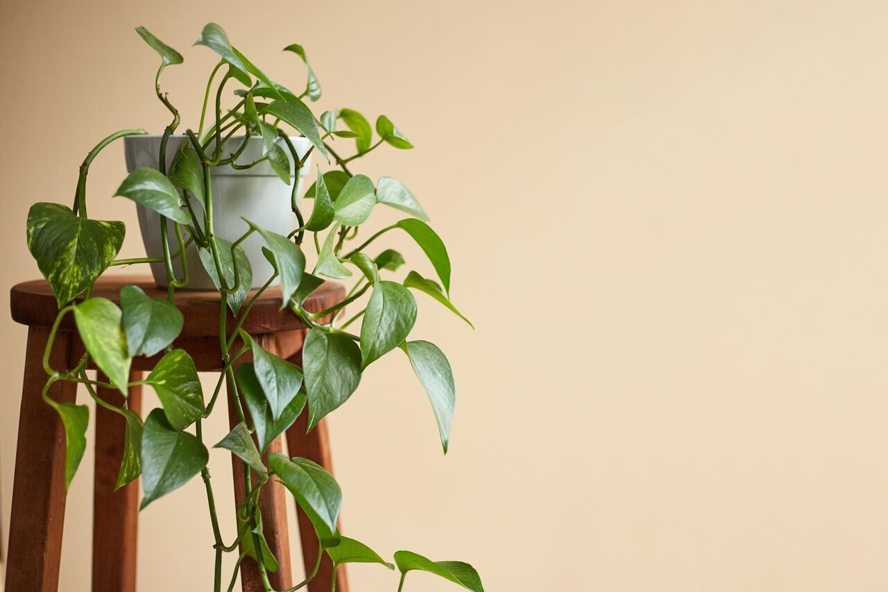مزایا و نحوه نگهداری ۱۰ گیاه آپارتمانی که حذف آلاینده‌ها موثرند