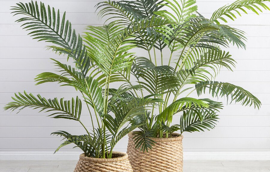 مزایا و نحوه نگهداری ۱۰ گیاه آپارتمانی که حذف آلاینده‌ها موثرند