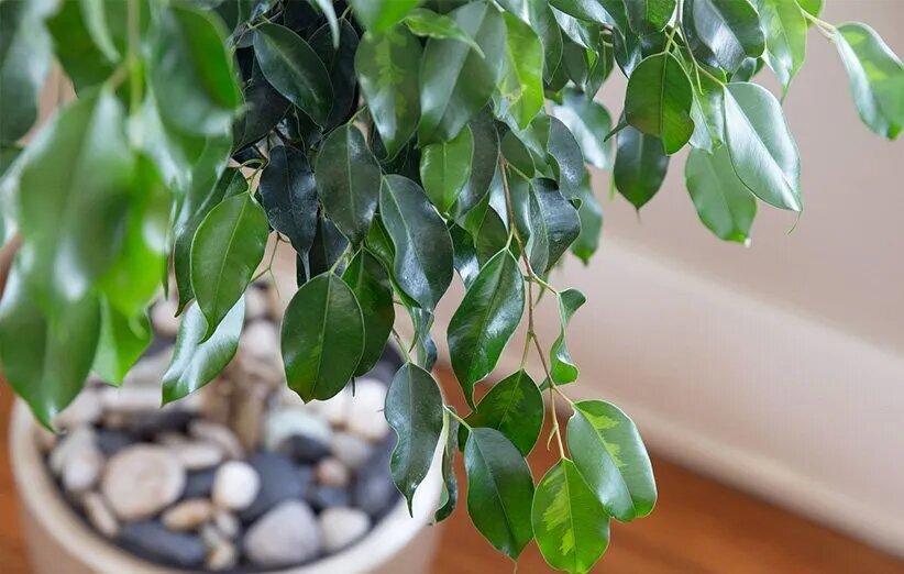 مزایا و نحوه نگهداری ۱۰ گیاه آپارتمانی که حذف آلاینده‌ها موثرند