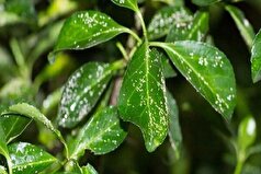 ارتقای سلامت محصولات و توسعه کنترل بیولوژیک آفات