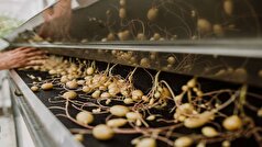 مسیر خودکفایی کشور در تولید بذر سیب‌زمینی