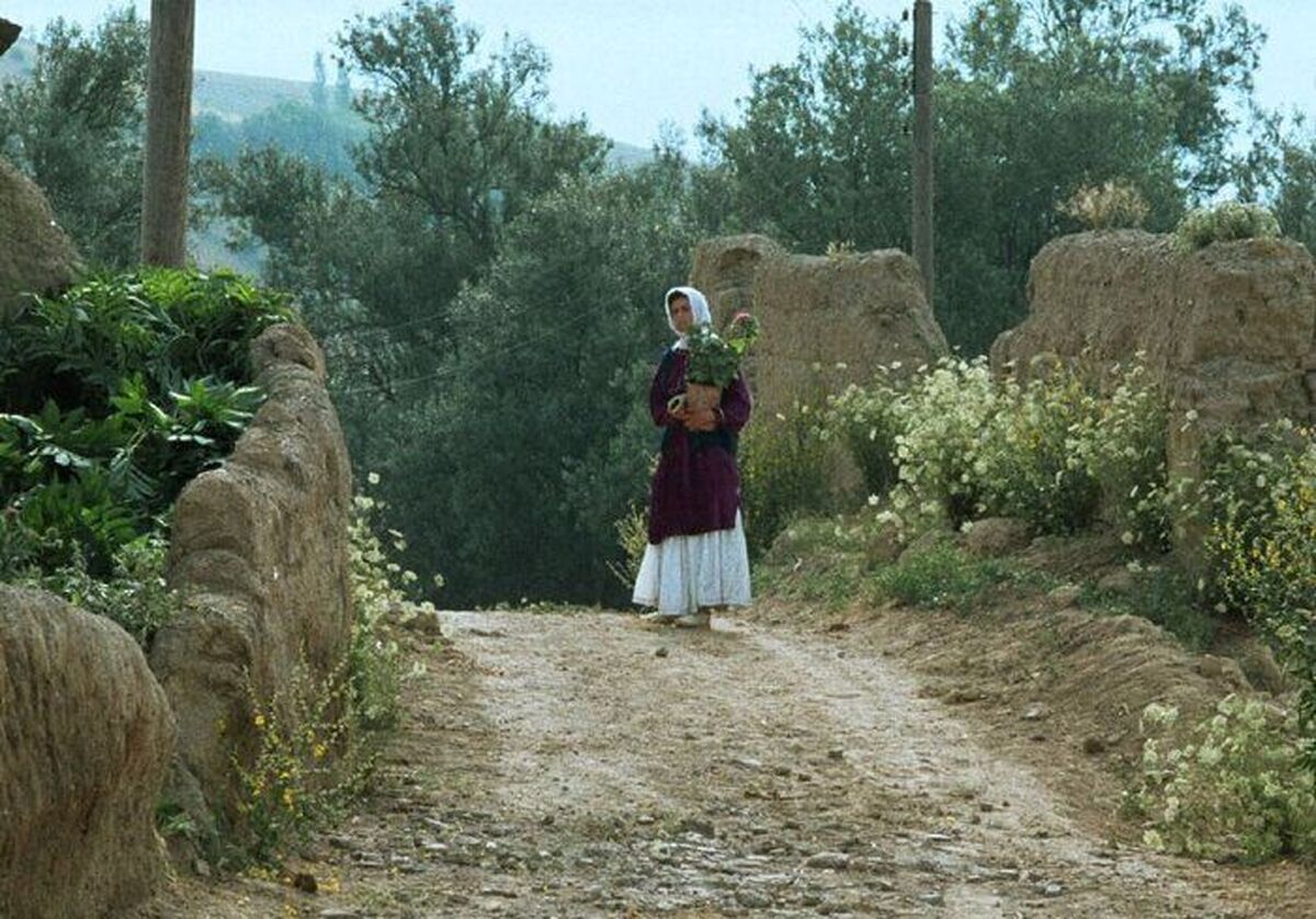 فیلم «زیر درختان زیتون» عباس کیارستمی اولین فیلم جشنواره فجر