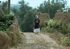 فیلم «زیر درختان زیتون» عباس کیارستمی اولین فیلم جشنواره فجر