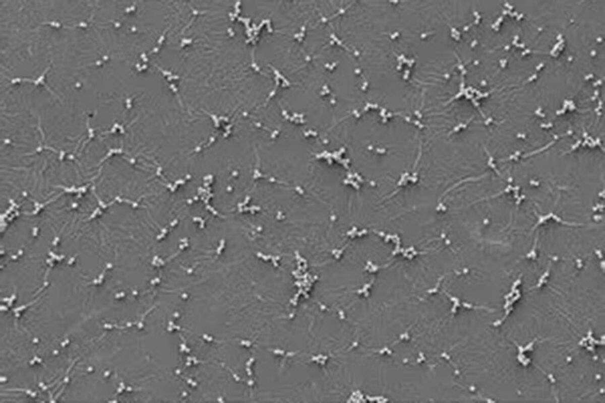 رنگی در بریتانیا ساخته شده که باکتری‌ها و ویروس‌ها را از بین می‌برد.