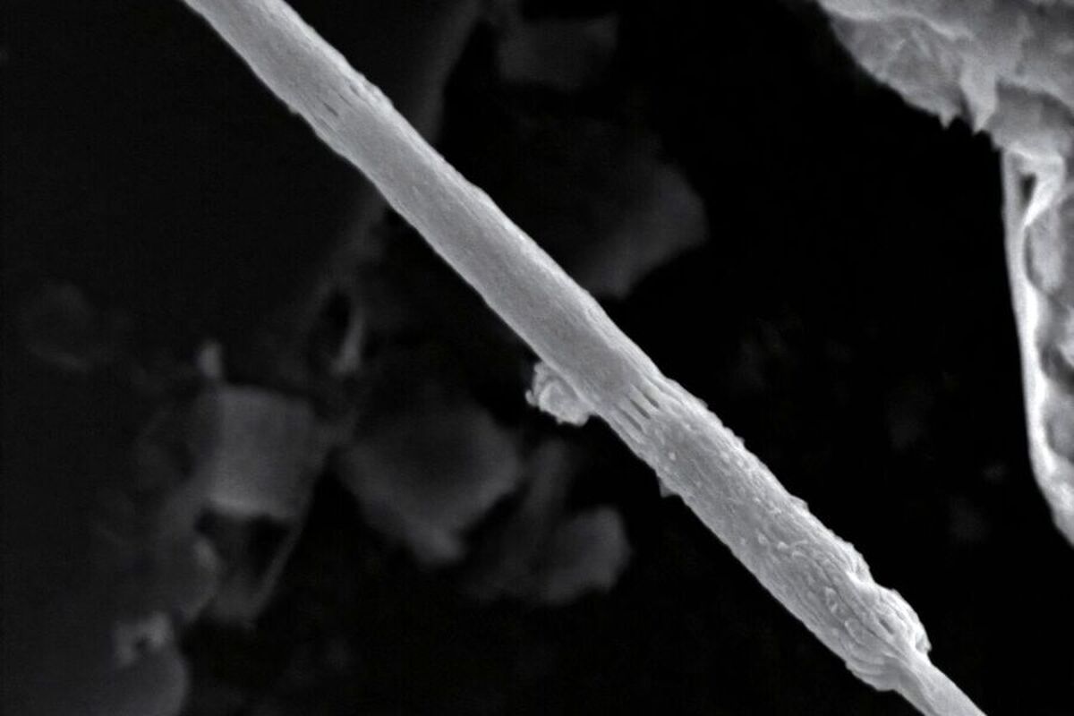 «سیم‌های زنده»: دانشمندان گونه جدیدی از باکتری‌های الکتریکی را کشف کردند