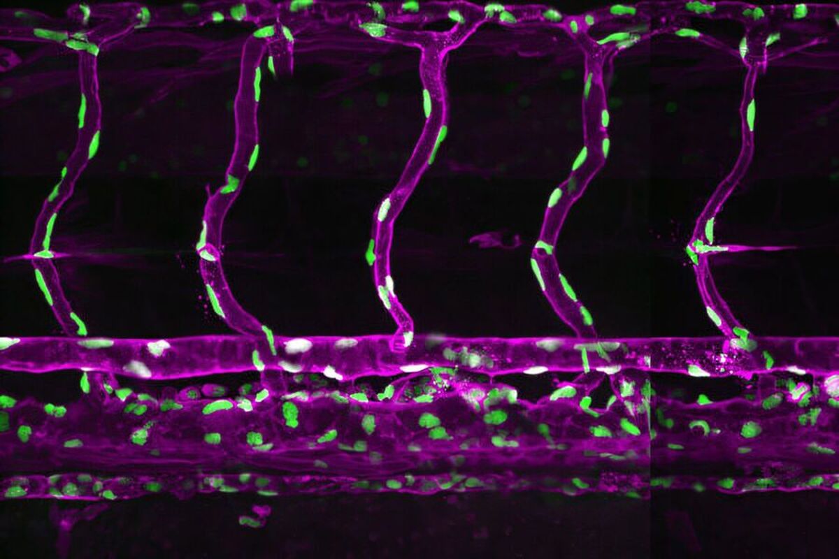 دانشمندان به پیشرفت بزرگی در درک اساس مولکولی حیات دست یافته‌اند.