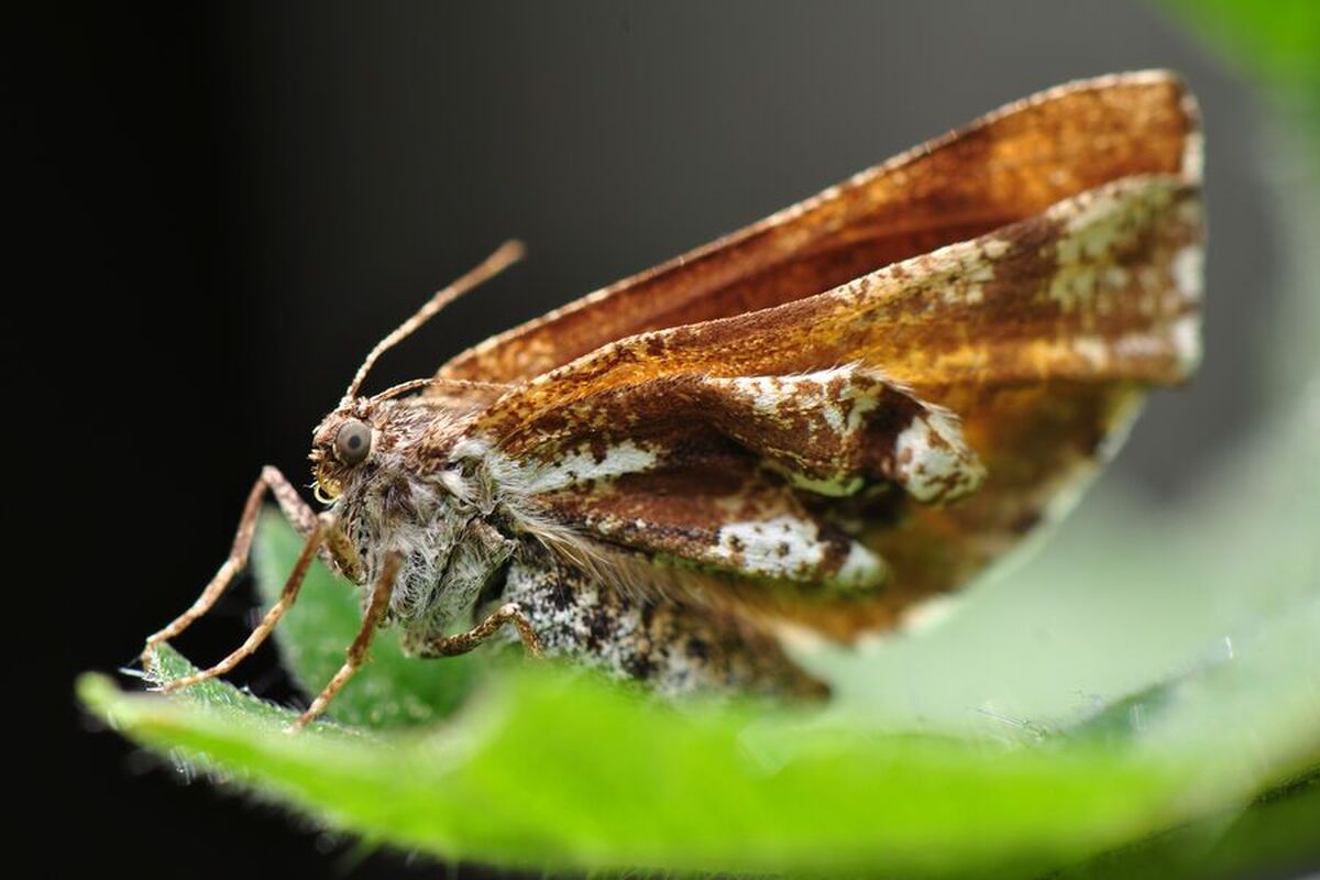 دانشمندان دلیل ناپدید شدن حشرات را کشف کردند.