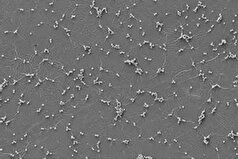 رنگی در بریتانیا ساخته شده که باکتری‌ها و ویروس‌ها را از بین می‌برد.