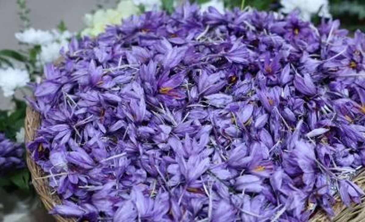 کشت کم‌آب در خشک‌سالی لرستان/ برداشت ۵.۶ تن زعفران از مزارع