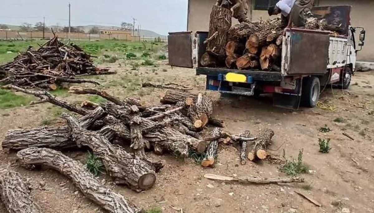 باقری: قاچاقچیان چوب در آمل و بابل دستگیر شدند